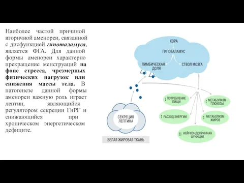 Наиболее частой причиной вторичной аменореи, связанной с дисфункцией гипоталамуса, является ФГА. Для