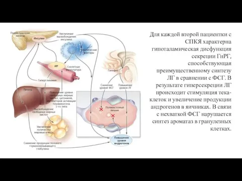 Для каждой второй пациентки с СПКЯ характерна гипоталамическая дисфункция секреции ГнРГ, способствующая