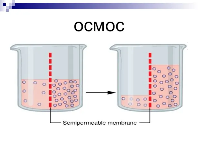 осмос