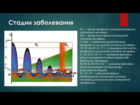 Стадии заболевания W1 — фаза активной иммунной реакции организма человека. W2 —