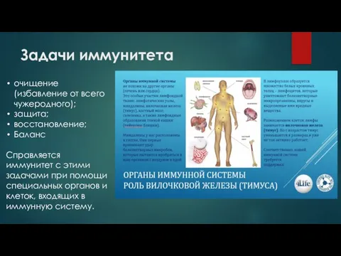 Задачи иммунитета очищение (избавление от всего чужеродного); защита; восстановление; Баланс Справляется иммунитет