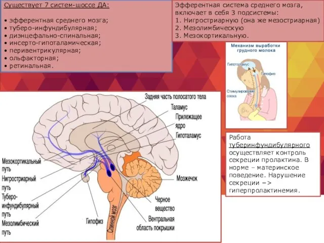 Существует 7 систем-шоссе ДА: • эфферентная среднего мозга; • туберо-инфундибулярная; • диэнцефально-спинальная;