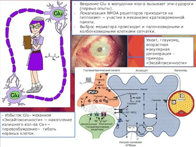 Введение Glu в желудочки мозга вызывает эпи-судороги (первые опыты). Локализация NMDA рецепторов