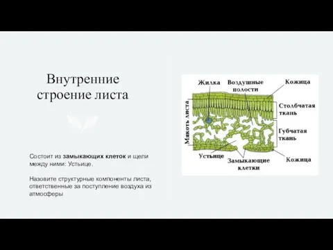 Внутренние строение листа Состоит из замыкающих клеток и щели между ними: Устьице.