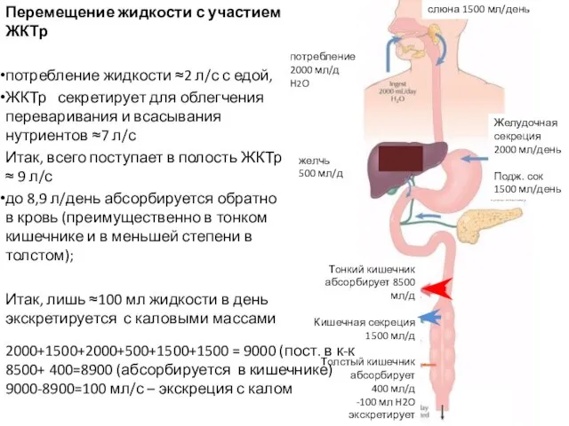 Перемещение жидкости с участием ЖКТр потребление жидкости ≈2 л/с с едой, ЖКТр