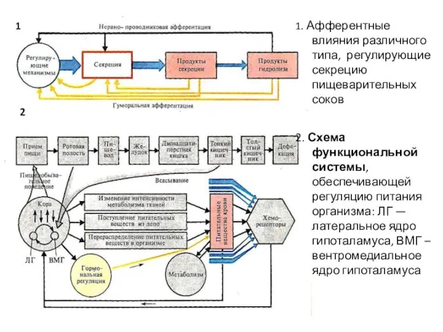 1. Афферентные влияния различного типа, регулирующие секрецию пищеварительных соков 2. Схема функциональной