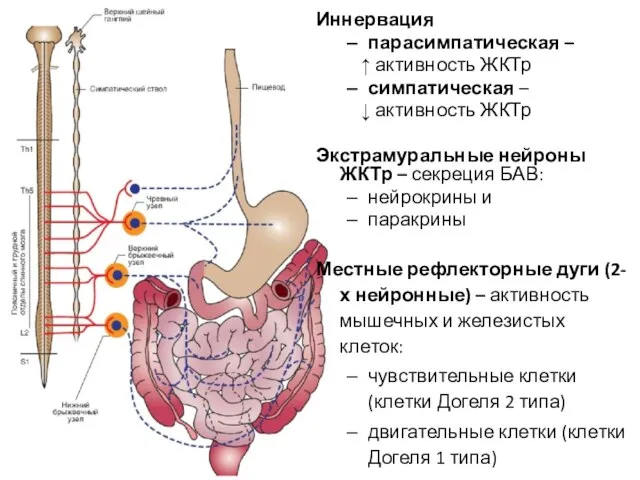 Иннервация парасимпатическая – ↑ активность ЖКТр симпатическая – ↓ активность ЖКТр Экстрамуральные