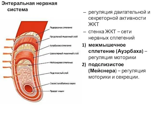 регуляция двигательной и секреторной активности ЖКТ стенка ЖКТ – сети нервных сплетений