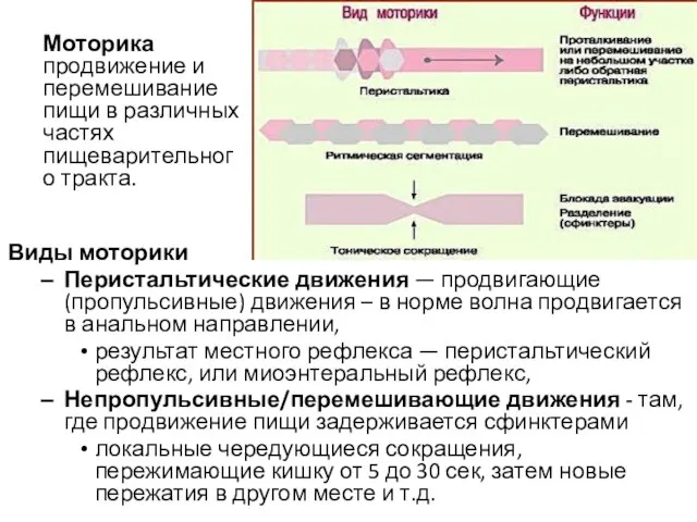 Виды моторики Перистальтические движения — продвигающие (пропульсивные) движения – в норме волна