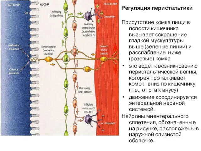 Регуляция перистальтики Присутствие комка пищи в полости кишечника вызывает сокращение гладкой мускулатуры