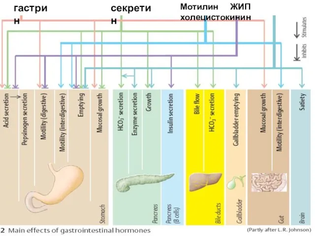 гастрин секретин Мотилин ЖИП холецистокинин