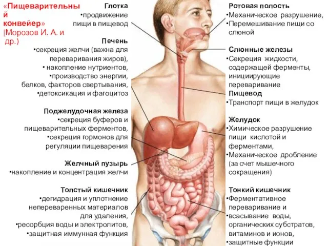 Обзор функций пищеварительного тракта (пищеварительный конвейер по Морозову) Tract Глотка продвижение пищи