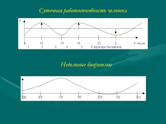Суточная работоспособность человека Недельные биоритмы