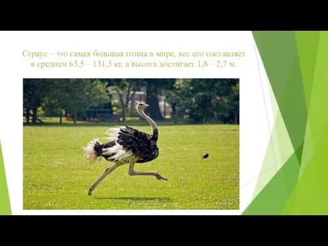 Страус – это самая большая птица в мире, вес его составляет в