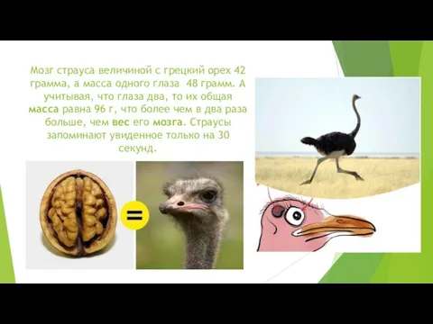 Мозг страуса величиной с грецкий орех 42 грамма, а масса одного глаза