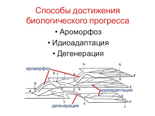 Способы достижения биологического прогресса Ароморфоз Идиоадаптация Дегенерация