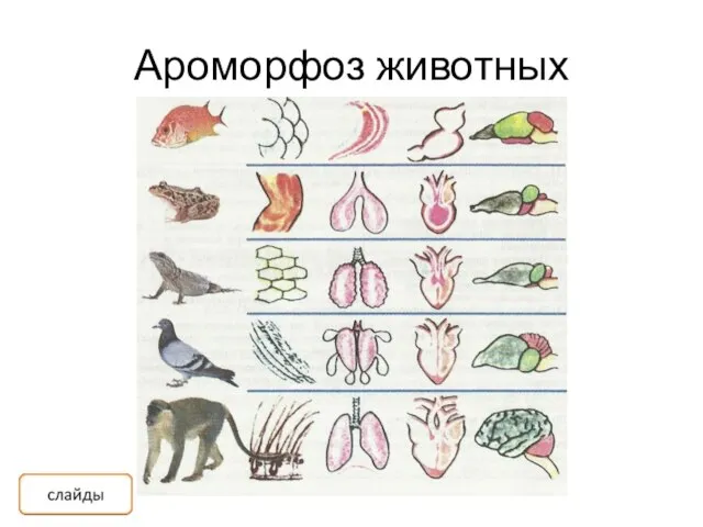 Ароморфоз животных