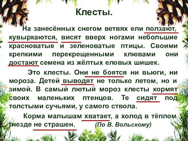 Клесты. На занесённых снегом ветвях ели ползают, кувыркаются, висят вверх ногами небольшие