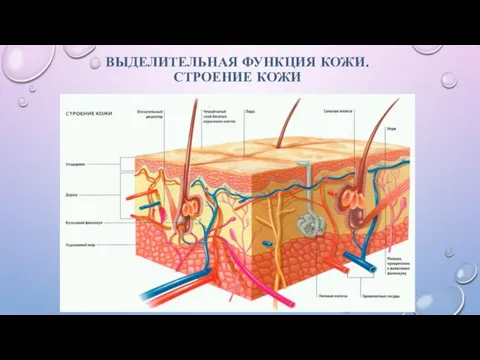 ВЫДЕЛИТЕЛЬНАЯ ФУНКЦИЯ КОЖИ. СТРОЕНИЕ КОЖИ