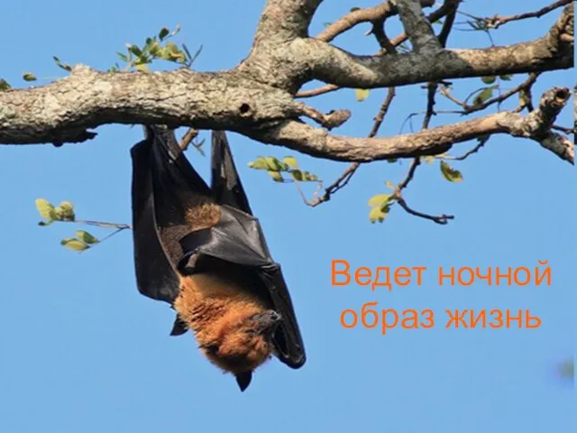 Ведет ночной образ жизнь