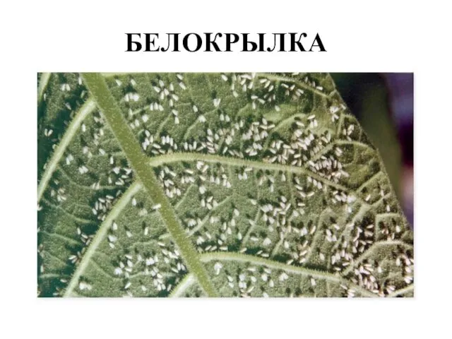 БЕЛОКРЫЛКА