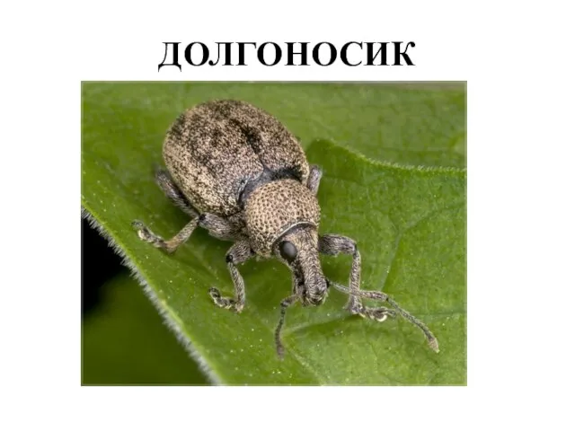 ДОЛГОНОСИК