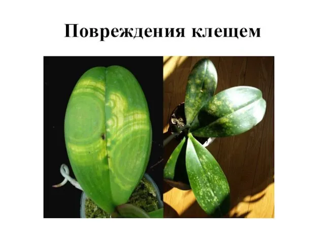 Повреждения клещем