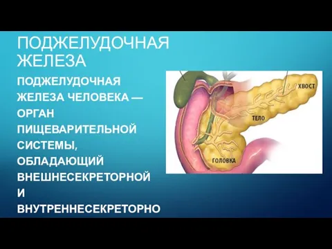 ПОДЖЕЛУДОЧНАЯ ЖЕЛЕЗА ПОДЖЕЛУДОЧНАЯ ЖЕЛЕЗА ЧЕЛОВЕКА — ОРГАН ПИЩЕВАРИТЕЛЬНОЙ СИСТЕМЫ, ОБЛАДАЮЩИЙ ВНЕШНЕСЕКРЕТОРНОЙ И ВНУТРЕННЕСЕКРЕТОРНОЙ ФУНКЦИЯМИ.