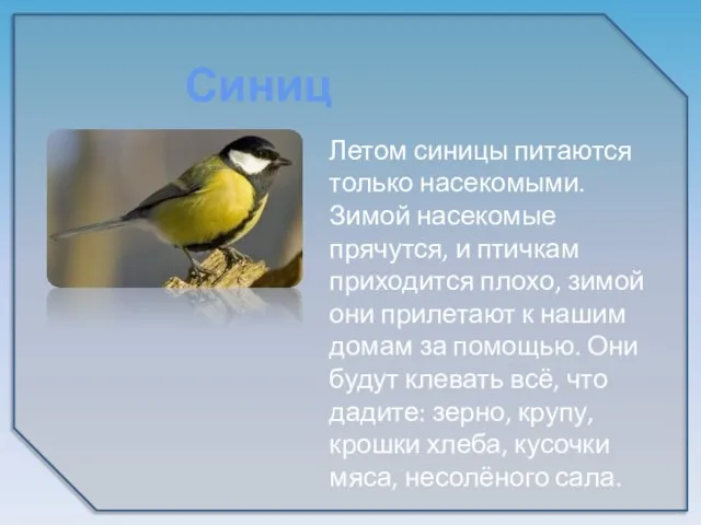 Синицы Летом синицы питаются только насекомыми. Зимой насекомые прячутся, и птичкам приходится