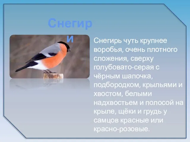 Снегирь чуть крупнее воробья, очень плотного сложения, сверху голубовато-серая с чёрным шапочка,