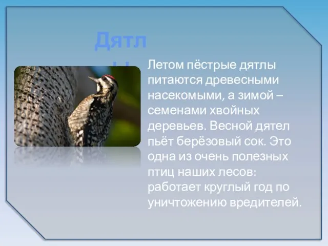 Летом пёстрые дятлы питаются древесными насекомыми, а зимой – семенами хвойных деревьев.