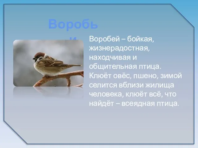 Воробей – бойкая, жизнерадостная, находчивая и общительная птица. Клюёт овёс, пшено, зимой