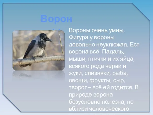 Вороны очень умны. Фигура у вороны довольно неуклюжая. Ест ворона всё. Падаль,