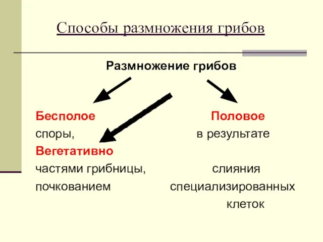 Способы размножения грибов Размножение грибов Бесполое Половое споры, в результате Вегетативно частями