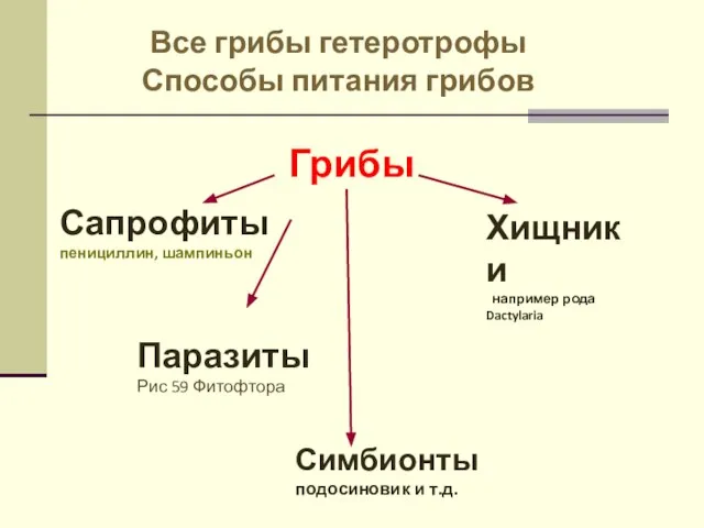 Все грибы гетеротрофы Способы питания грибов Грибы Сапрофиты пенициллин, шампиньон Паразиты Рис