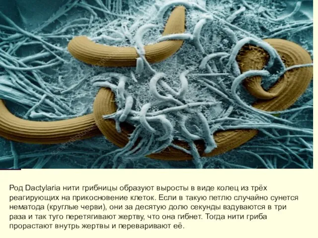 Род Dactylaria нити грибницы образуют выросты в виде колец из трёх реагирующих