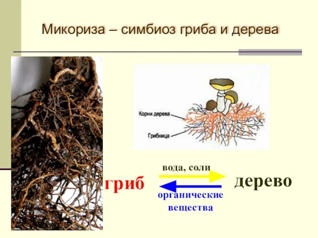 Микориза – симбиоз гриба и дерева гриб дерево вода, соли органические вещества