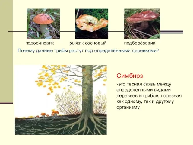 подосиновик рыжик сосновый подберёзовик Почему данные грибы растут под определёнными деревьями? Симбиоз