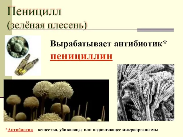 Пеницилл (зелёная плесень) Вырабатывает антибиотик* пенициллин *Антибиотик – вещество, убивающее или подавляющее микроорганизмы