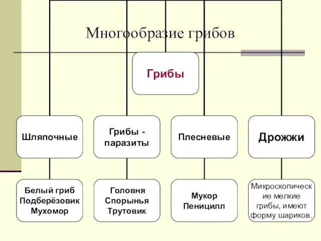 Многообразие грибов