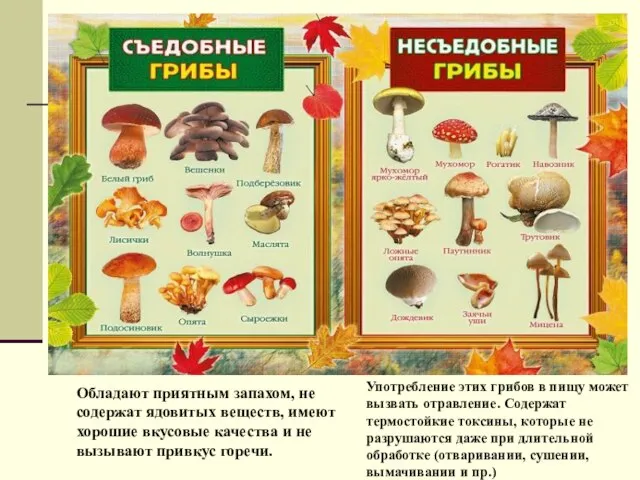 Обладают приятным запахом, не содержат ядовитых веществ, имеют хорошие вкусовые качества и