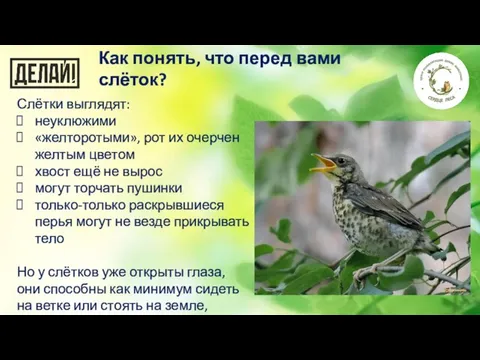 Как понять, что перед вами слёток? Слётки выглядят: неуклюжими «желторотыми», рот их