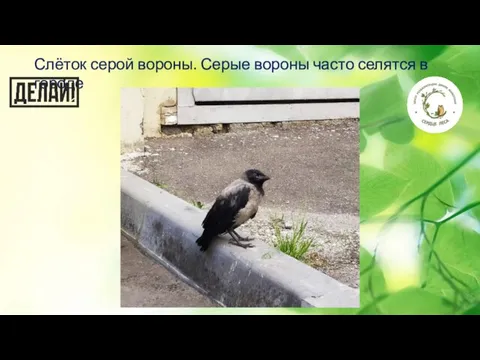 Слёток серой вороны. Серые вороны часто селятся в городе