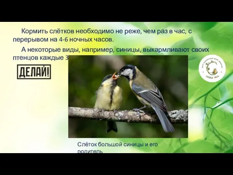 Кормить слётков необходимо не реже, чем раз в час, с перерывом на