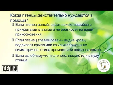 Когда птенцы действительно нуждаются в помощи? Если птенец вялый, сидит нахохлившийся с