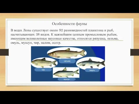 Особенности фауны В водах Лены существует около 92 разновидностей планктона и рыб,