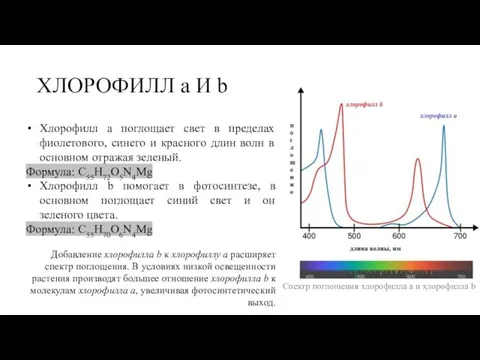 ХЛОРОФИЛЛ a И b Спектр поглощения хлорофилла а и хлорофилла b Хлорофилл