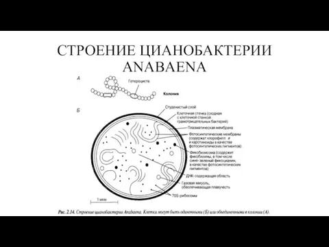 СТРОЕНИЕ ЦИАНОБАКТЕРИИ ANABAENA