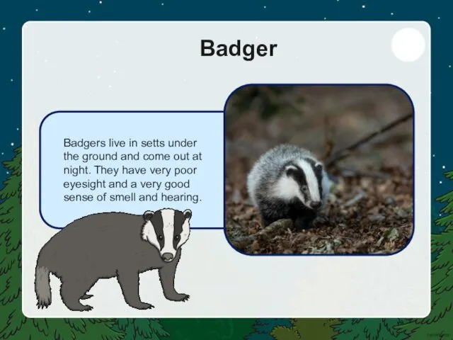 Badgers live in setts under the ground and come out at night.