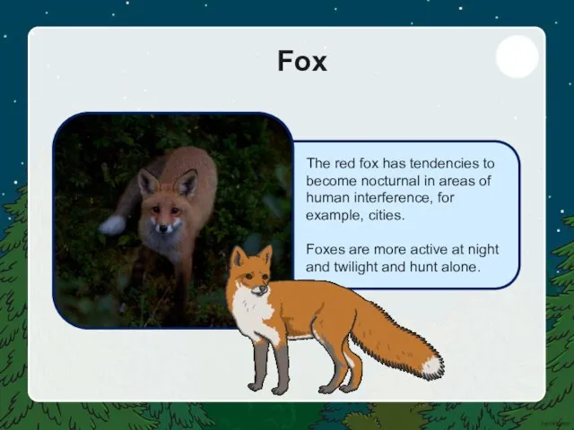 Fox The red fox has tendencies to become nocturnal in areas of